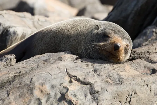 Kangaroo Island Dolphin and Seal Swim - 2 Hours