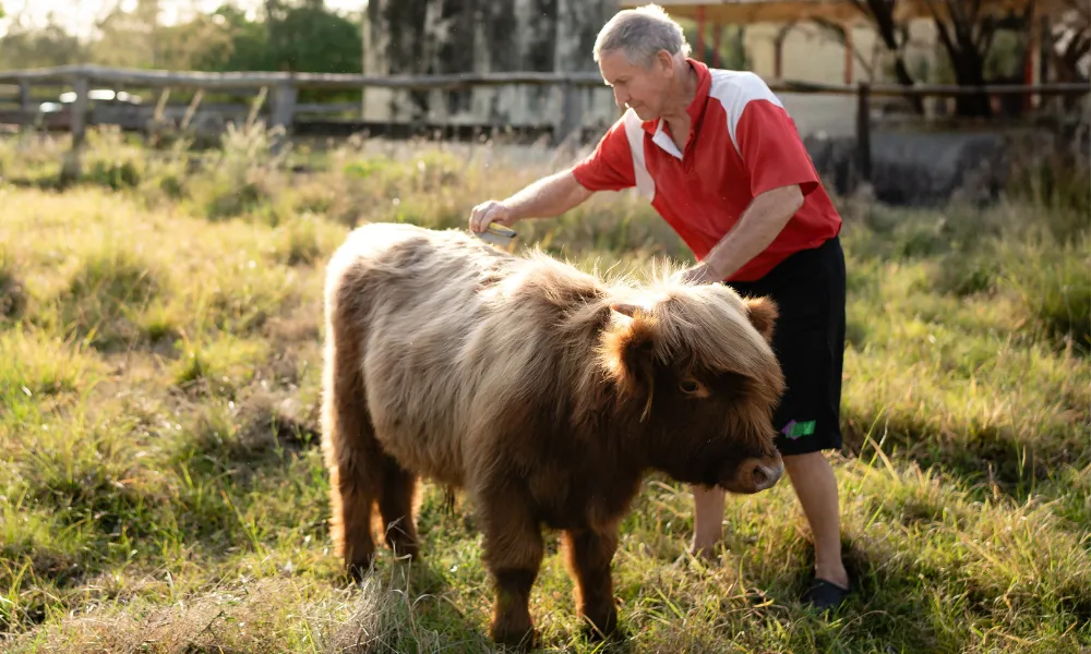 Cow and Farm Animal Tour with Souvenir Plush Cow | Experience Oz-3
