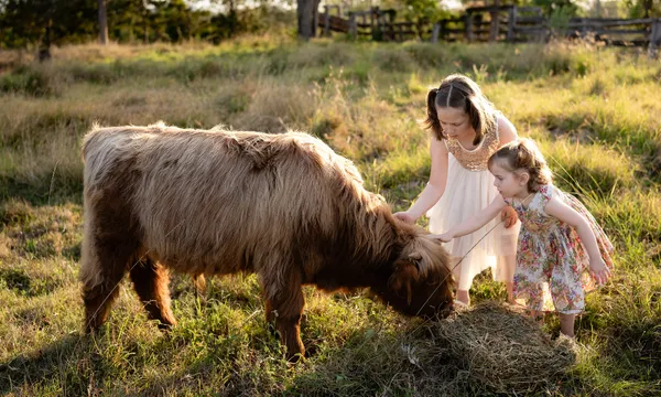 Cow and Farm Animal Tour with Souvenir Plush Cow - 2 Hours