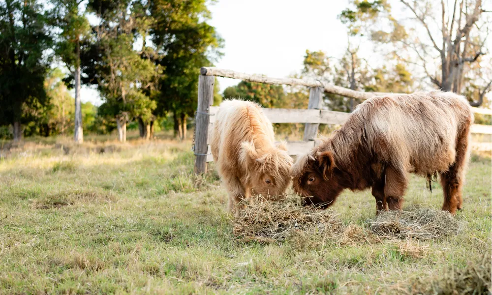 Cow and Farm Animal Tour with Souvenir Plush Cow | Experience Oz-5