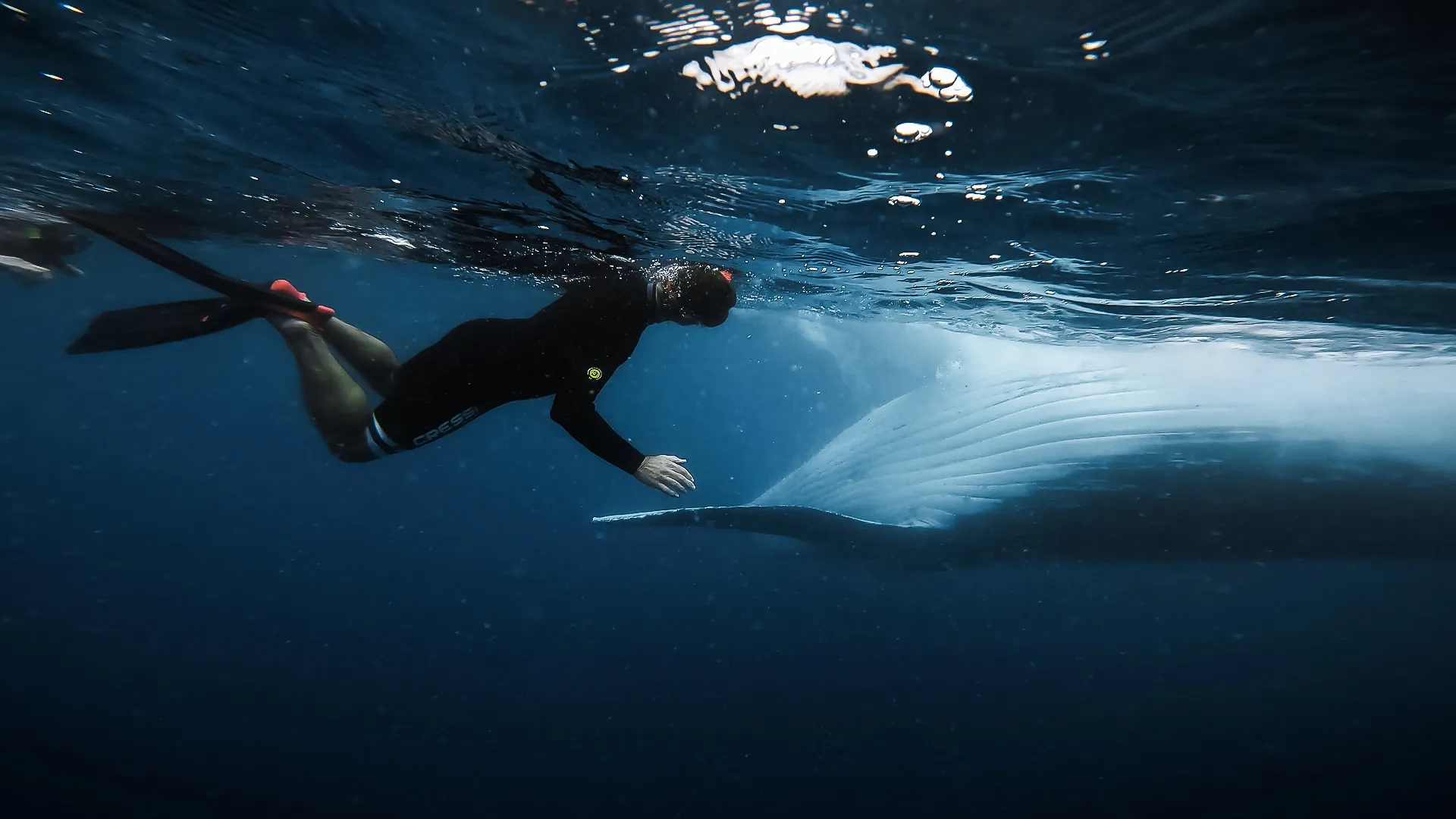 Sunshine Coast Whale Swim Eco Adventure - 4 Hours | Experience Oz-3