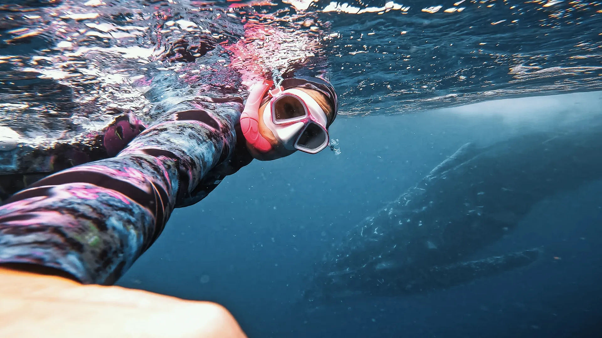 Sunshine Coast Whale Swim Eco Adventure - 4 Hours | Experience Oz-4
