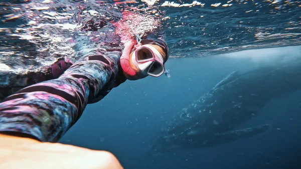 Sunshine Coast Whale Swim Eco Adventure - 4 Hours