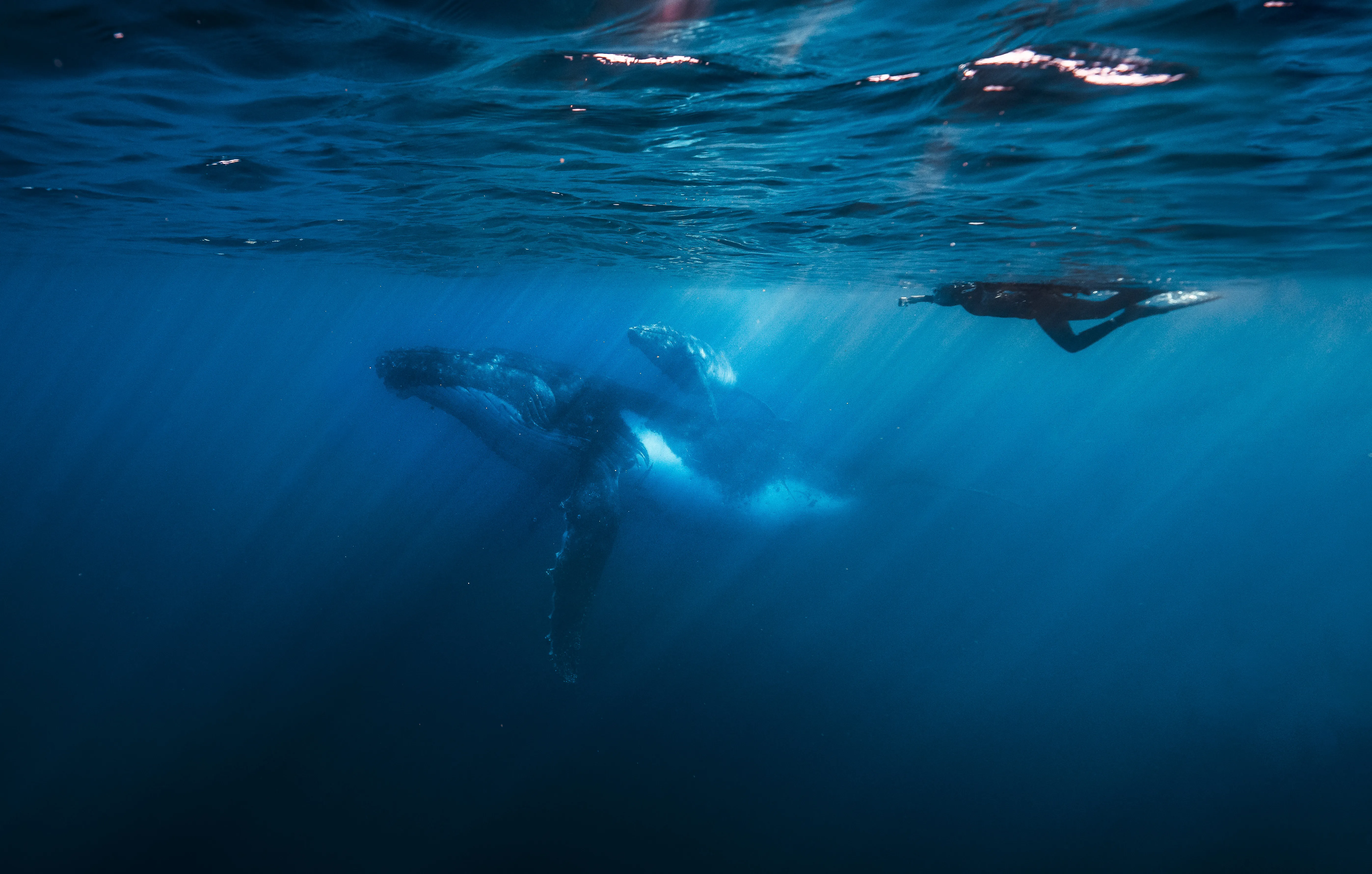 Sunshine Coast Whale Swim Eco Adventure - 4 Hours | Experience Oz-5