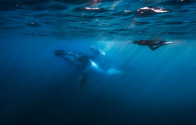 Sunshine Coast Whale Swim Eco Adventure - 4 Hours | Experience Oz