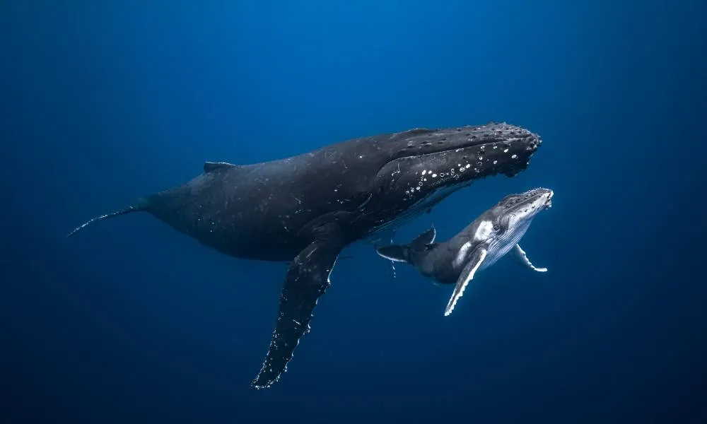 Sunshine Coast Whale Swim Eco Adventure - 4 Hours | Experience Oz-1
