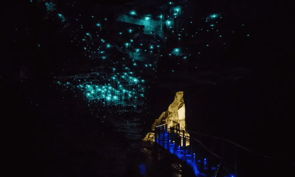 Waitomo Glowworm Caves from Auckland | Everything New Zealand-4