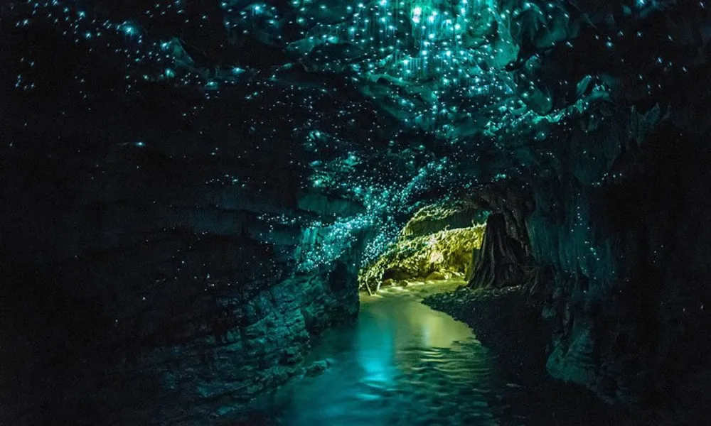Waitomo Glowworm Caves from Auckland | Everything New Zealand-6
