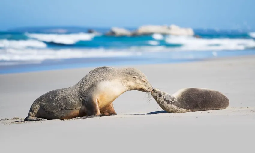 3 Day Kangaroo Island Adventure Tour from Adelaide | Experience Oz