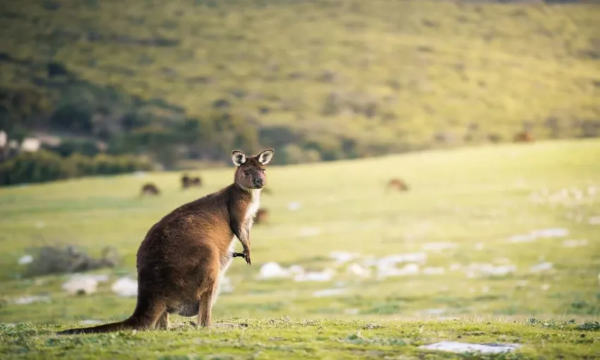 3 Day Kangaroo Island Adventure Tour from Adelaide | Experience Oz