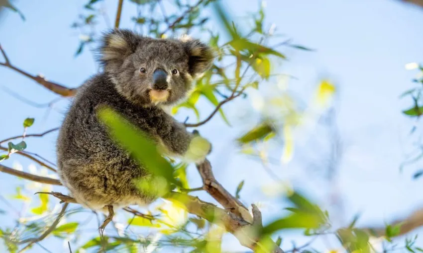 3 Day Kangaroo Island Adventure Tour from Adelaide | Experience Oz