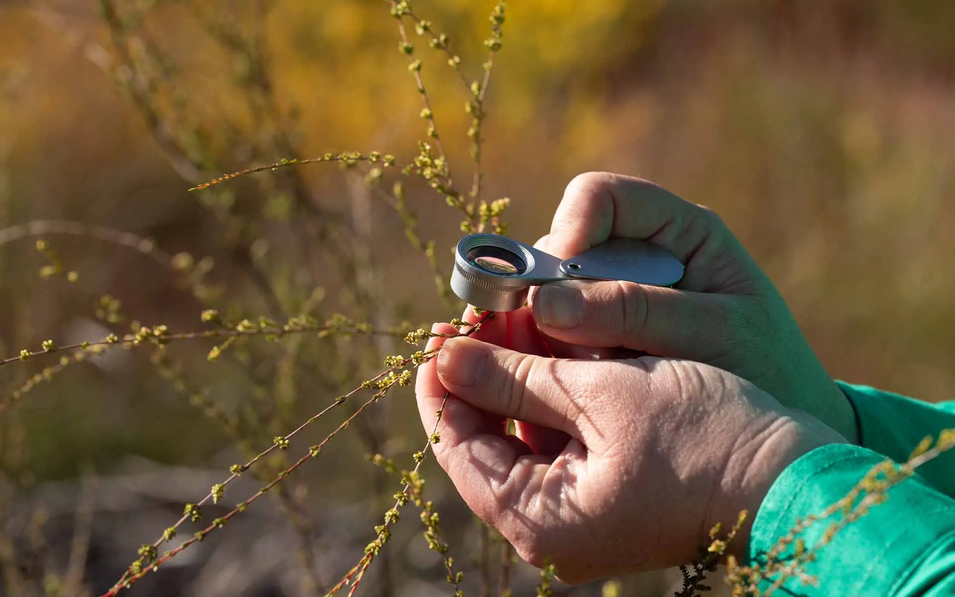 Gurulmundi Wildflowers Tour from Roma - Full Day | Experience Oz-3