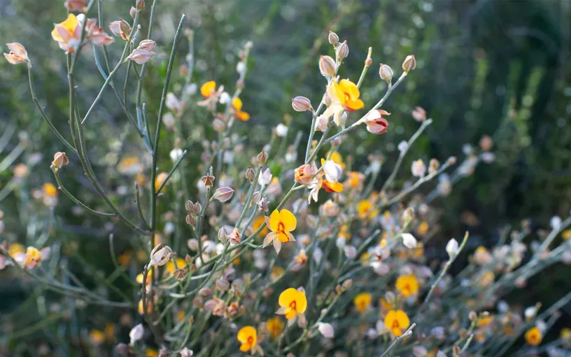 Gurulmundi Wildflowers Tour from Roma - Full Day | Experience Oz