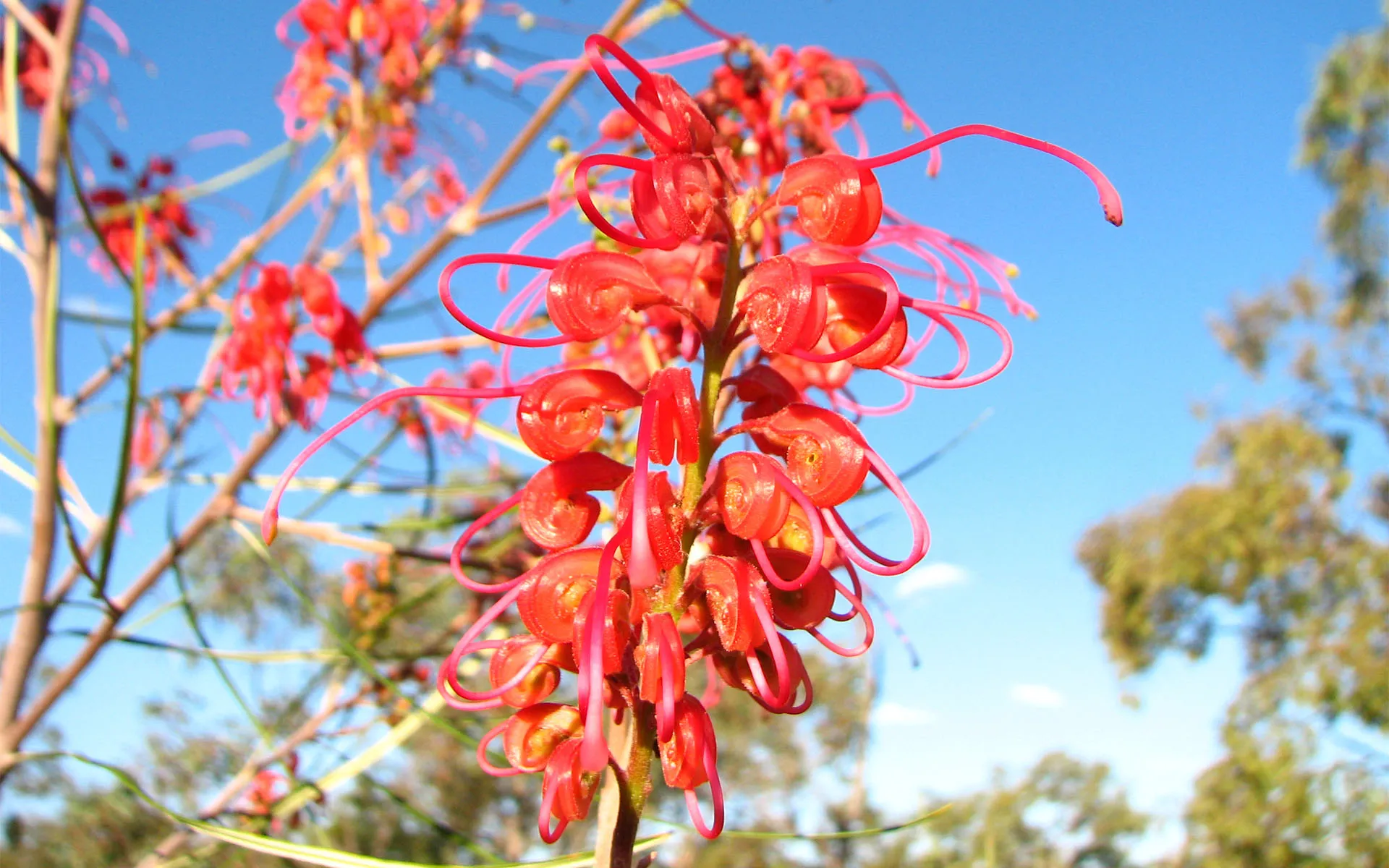Gurulmundi Wildflowers Tour from Roma - Full Day | Experience Oz-7