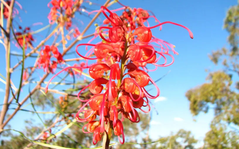 Gurulmundi Wildflowers Tour from Roma - Full Day | Experience Oz