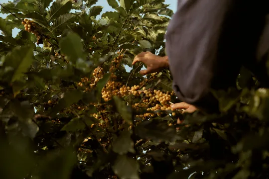 Atherton Tablelands Guided Coffee Farm Tour - 1 Hour