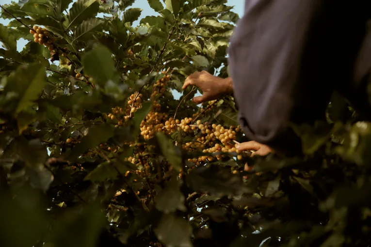 Atherton Tablelands Guided Coffee Farm Tour | Experience Oz