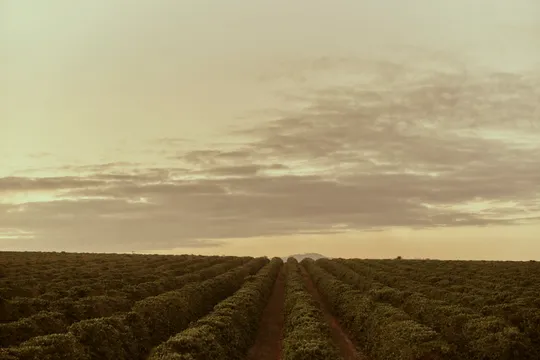 Atherton Tablelands Guided Coffee Farm Tour - 1 Hour