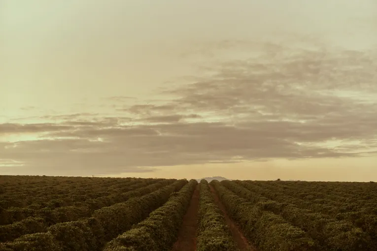 Atherton Tablelands Guided Coffee Farm Tour | Experience Oz