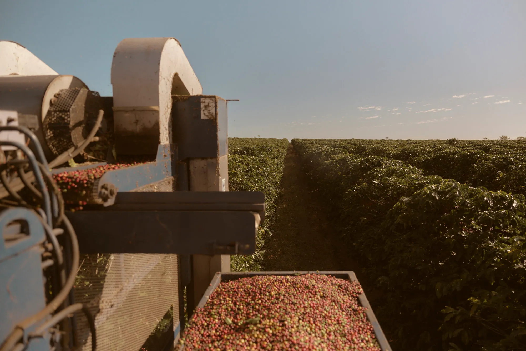 Atherton Tablelands Guided Coffee Farm Tour | Experience Oz-6