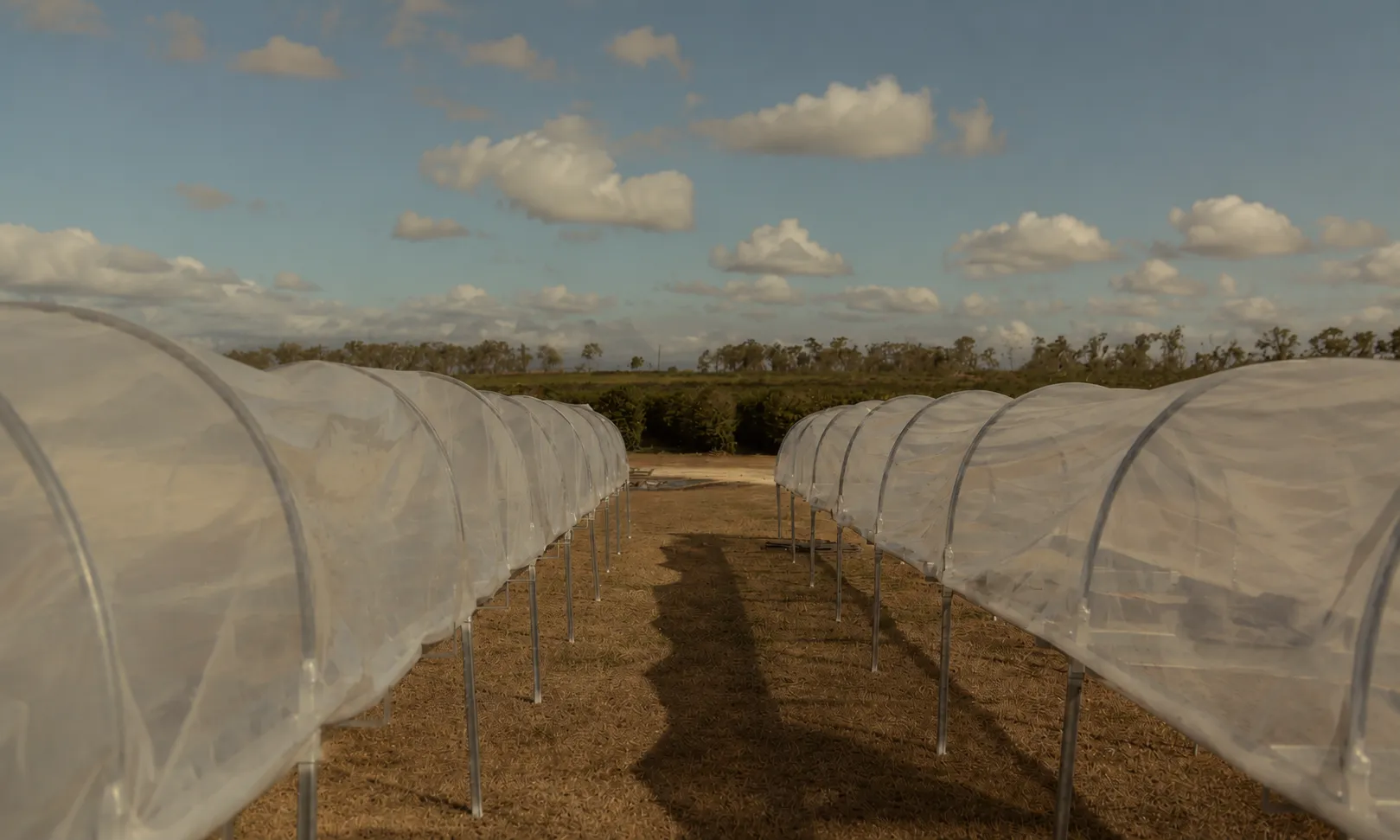 Atherton Tablelands Guided Coffee Farm Tour | Experience Oz-7