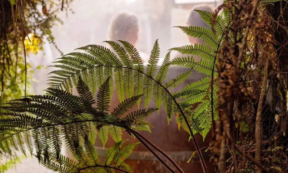Private Rainforest Hot Tub - 1 Hour | Everything New Zealand-2