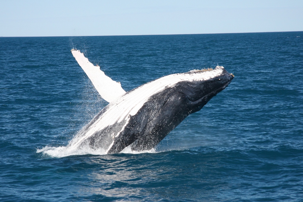 Whale Watching Adventure Charter, 3 Hours - Broome