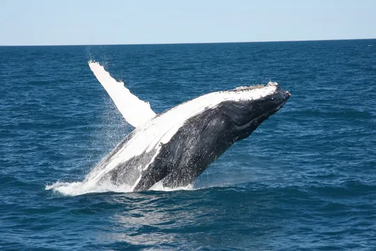 Whale Watching Adventure Charter, 3 Hours - Broome