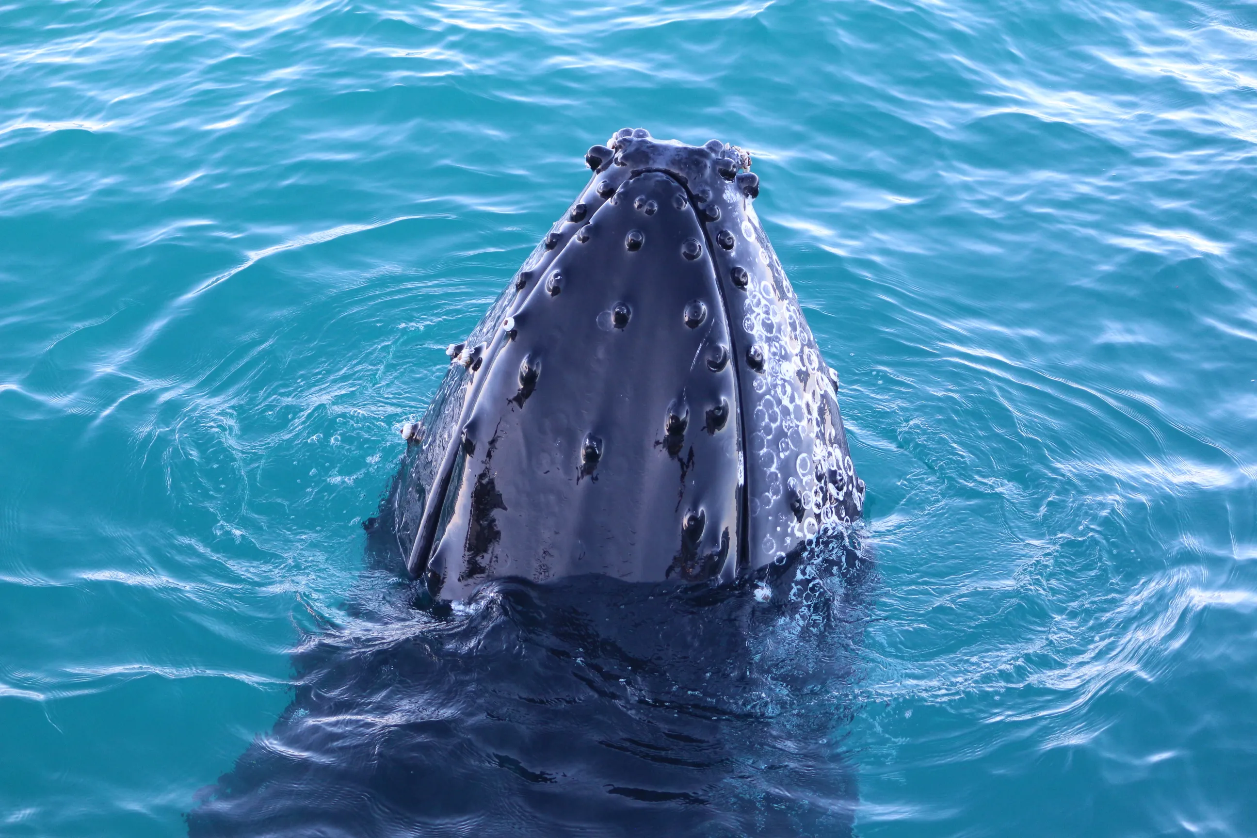 Broome Whale Watching Adventure Charter - 3 Hours | Experience Oz-3