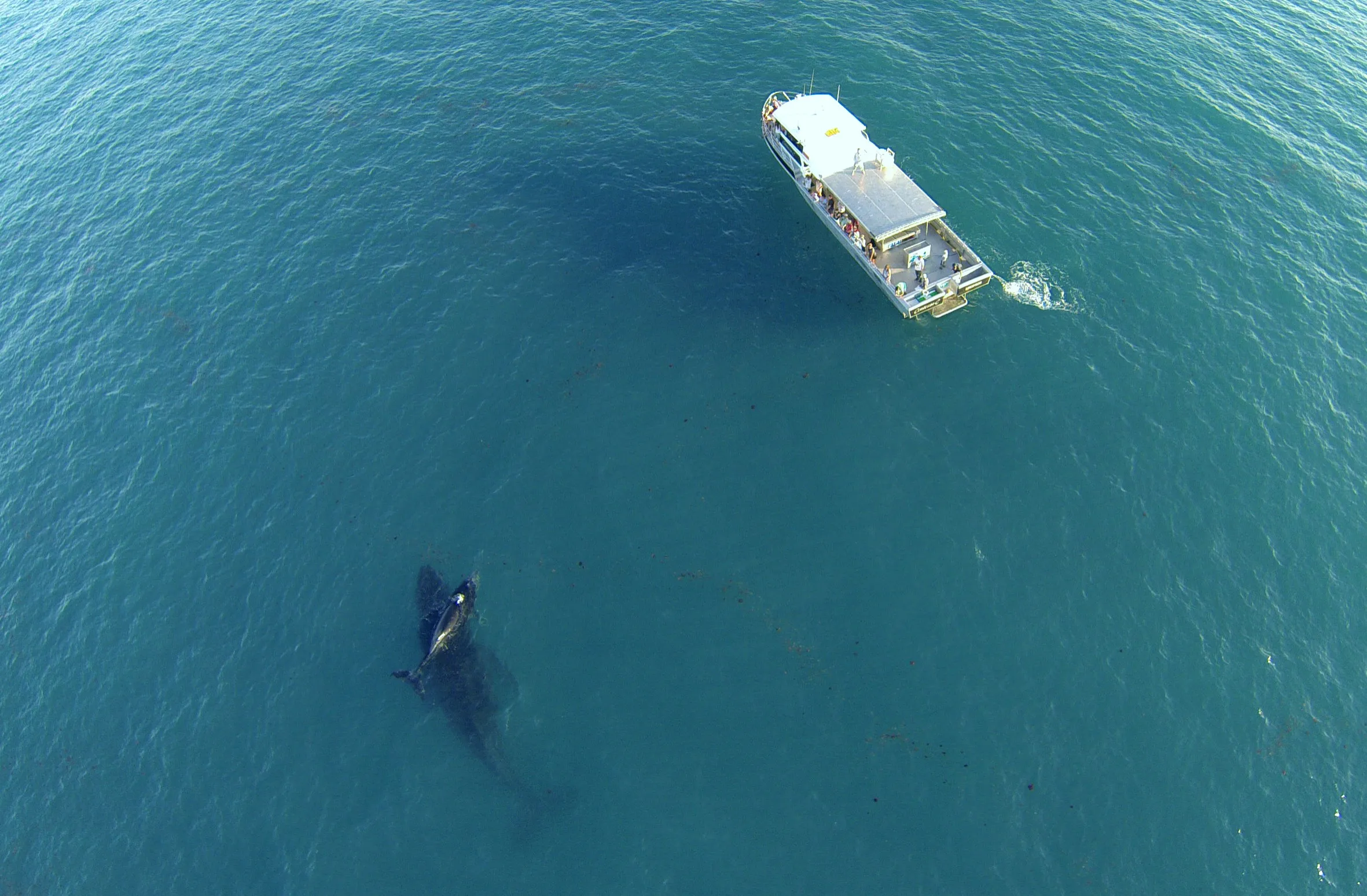 Broome Whale Watching Adventure Charter - 3 Hours | Experience Oz-4