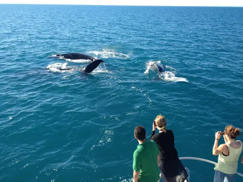 Broome Whale Watching Adventure Charter - 3 Hours