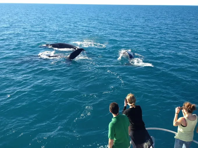 Broome Whale Watching Adventure Charter - 3 Hours | Experience Oz