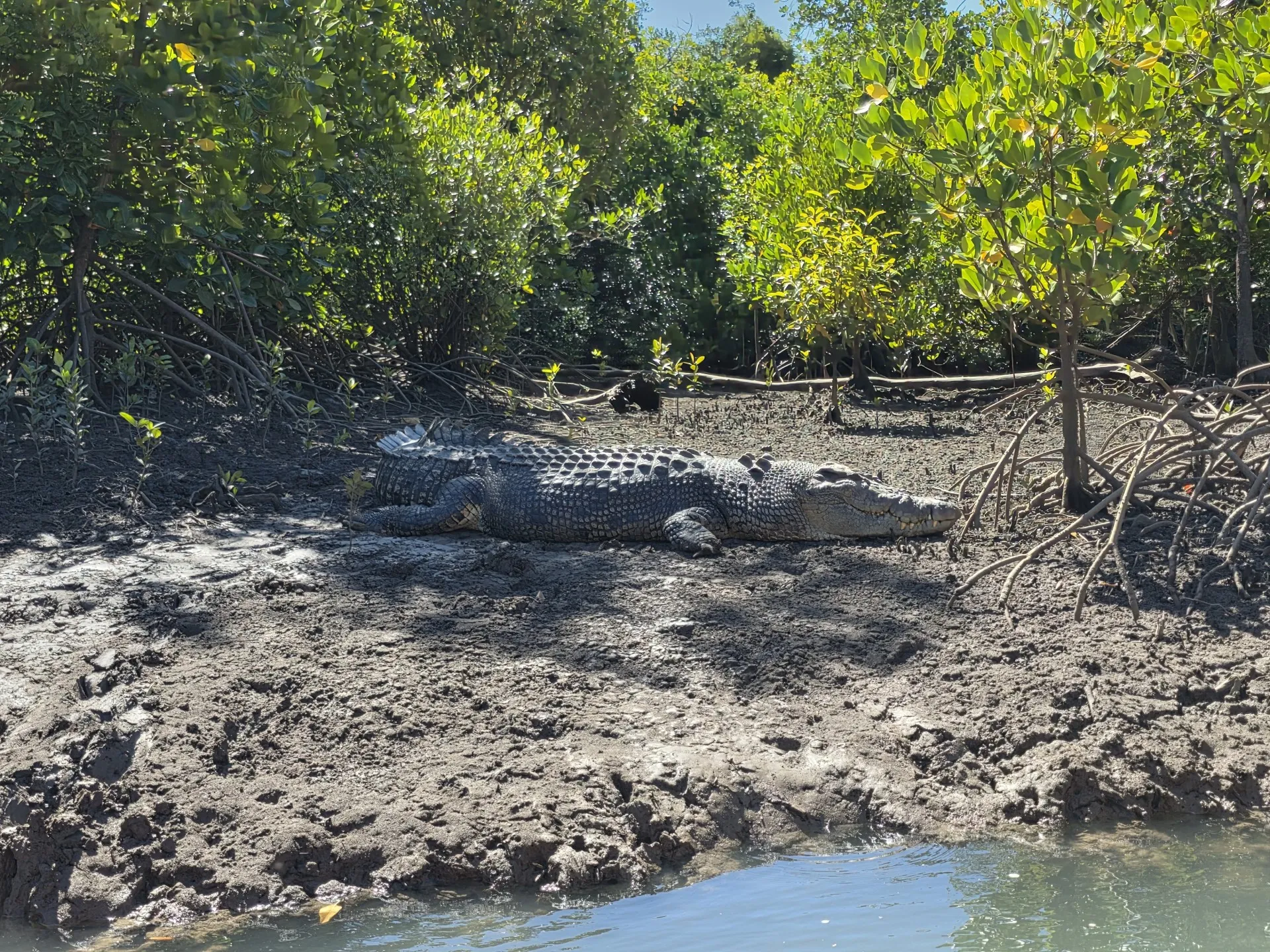 Hinchinbrook Island Scenic Cruise - Half Day | Experience Oz-8