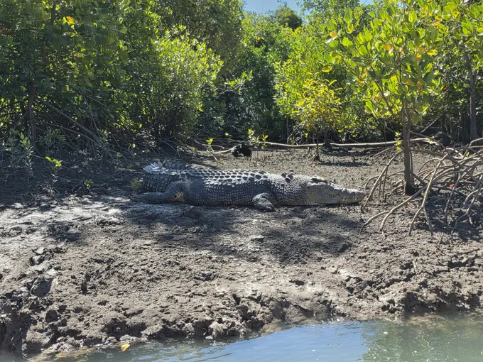 Hinchinbrook Island Scenic Cruise - Half Day | Experience Oz