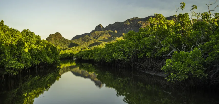 Hinchinbrook Island Scenic Cruise - Half Day | Experience Oz