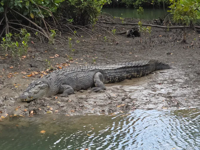 Hinchinbrook Island Scenic Cruise - Half Day | Experience Oz