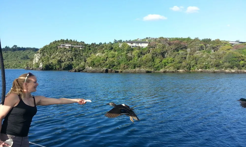 Maori Rock Carvings Cruise - 2.5 Hours | Everything New Zealand-7