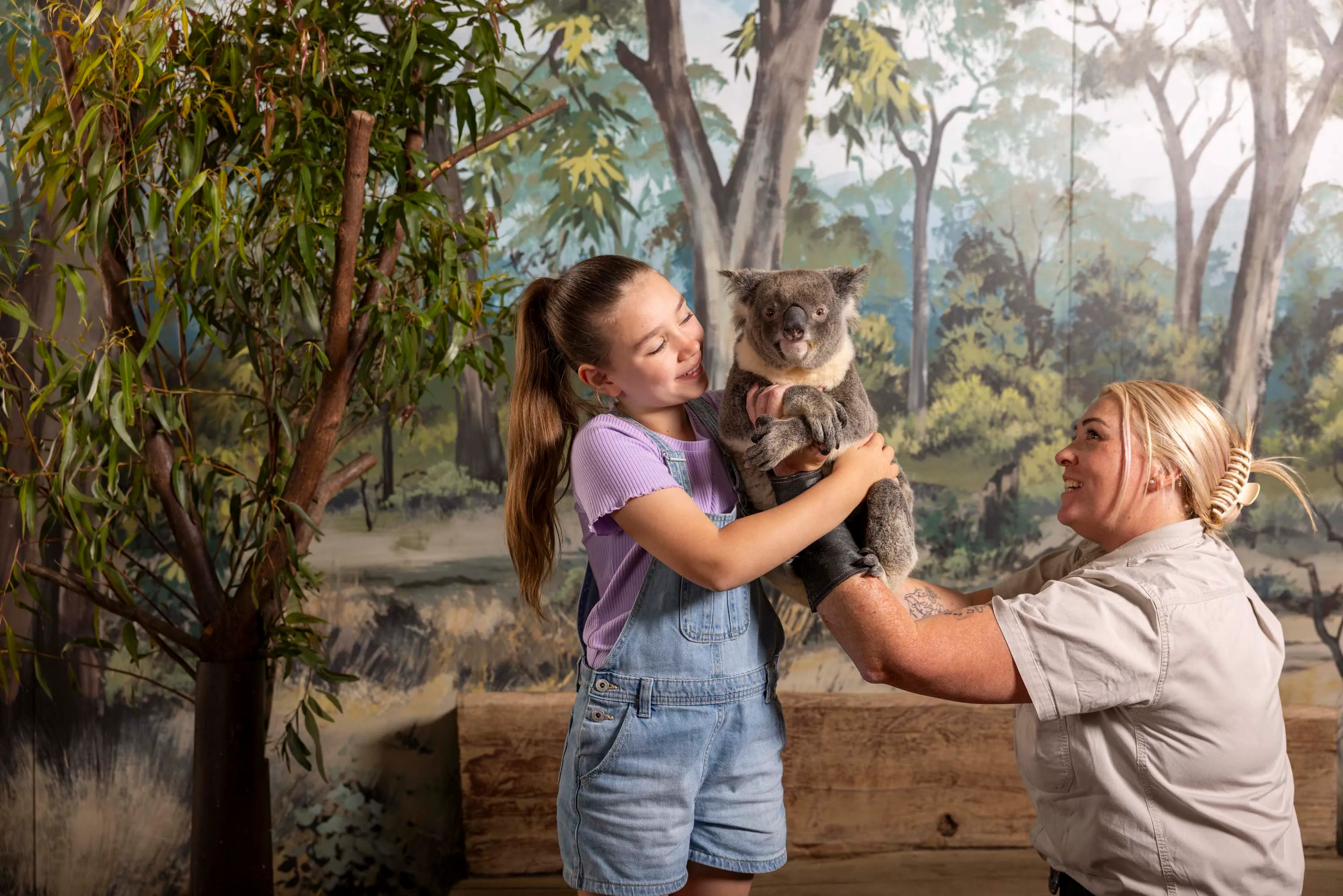 Dreamworld Koala Photo-3