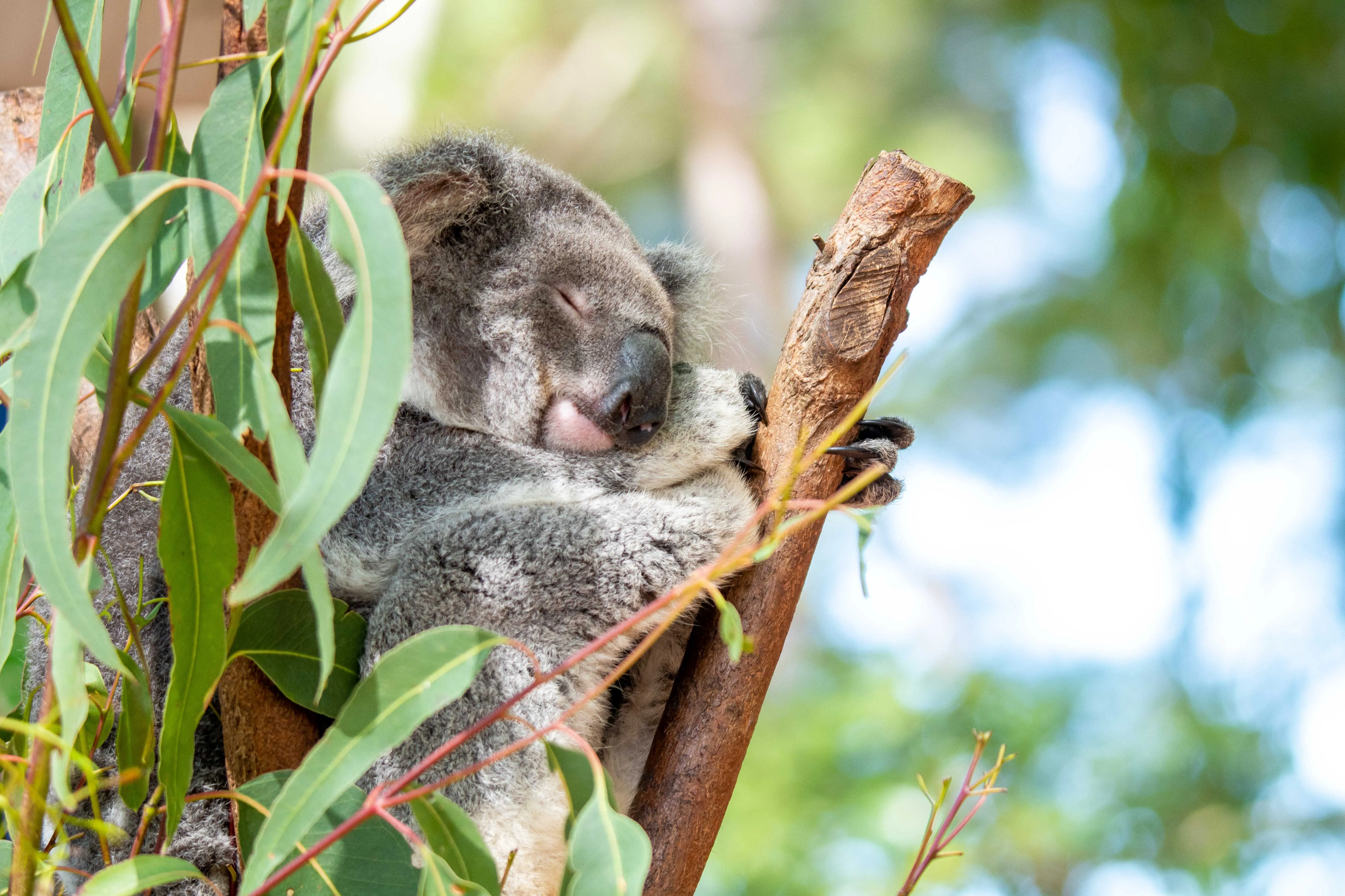 Dreamworld Koala Photo-2