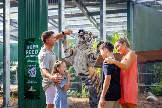 Dreamworld Tiger Feed