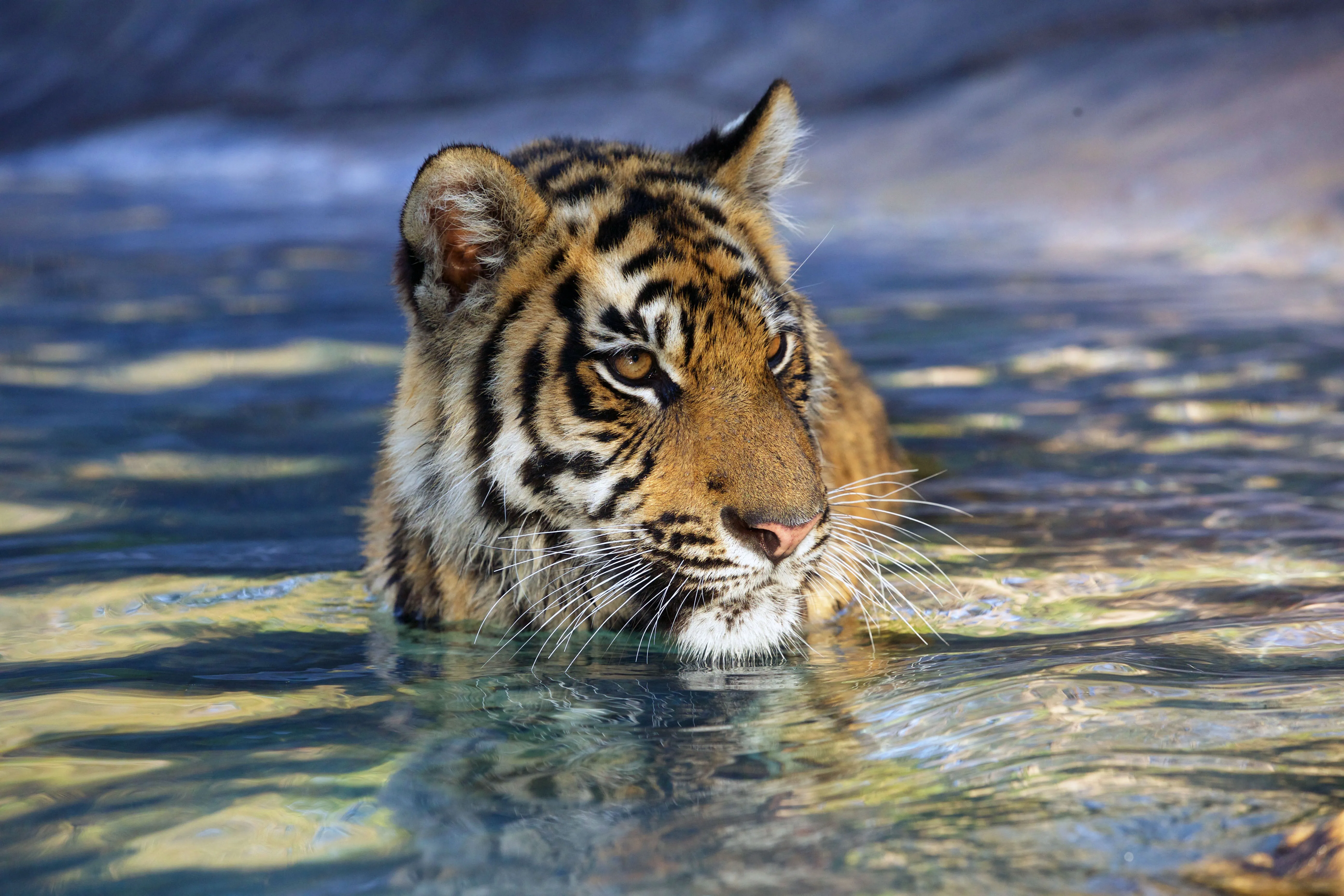 Dreamworld Tiger Feed-3
