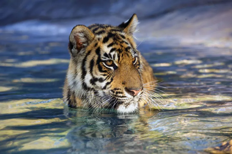 Dreamworld Tiger Feed