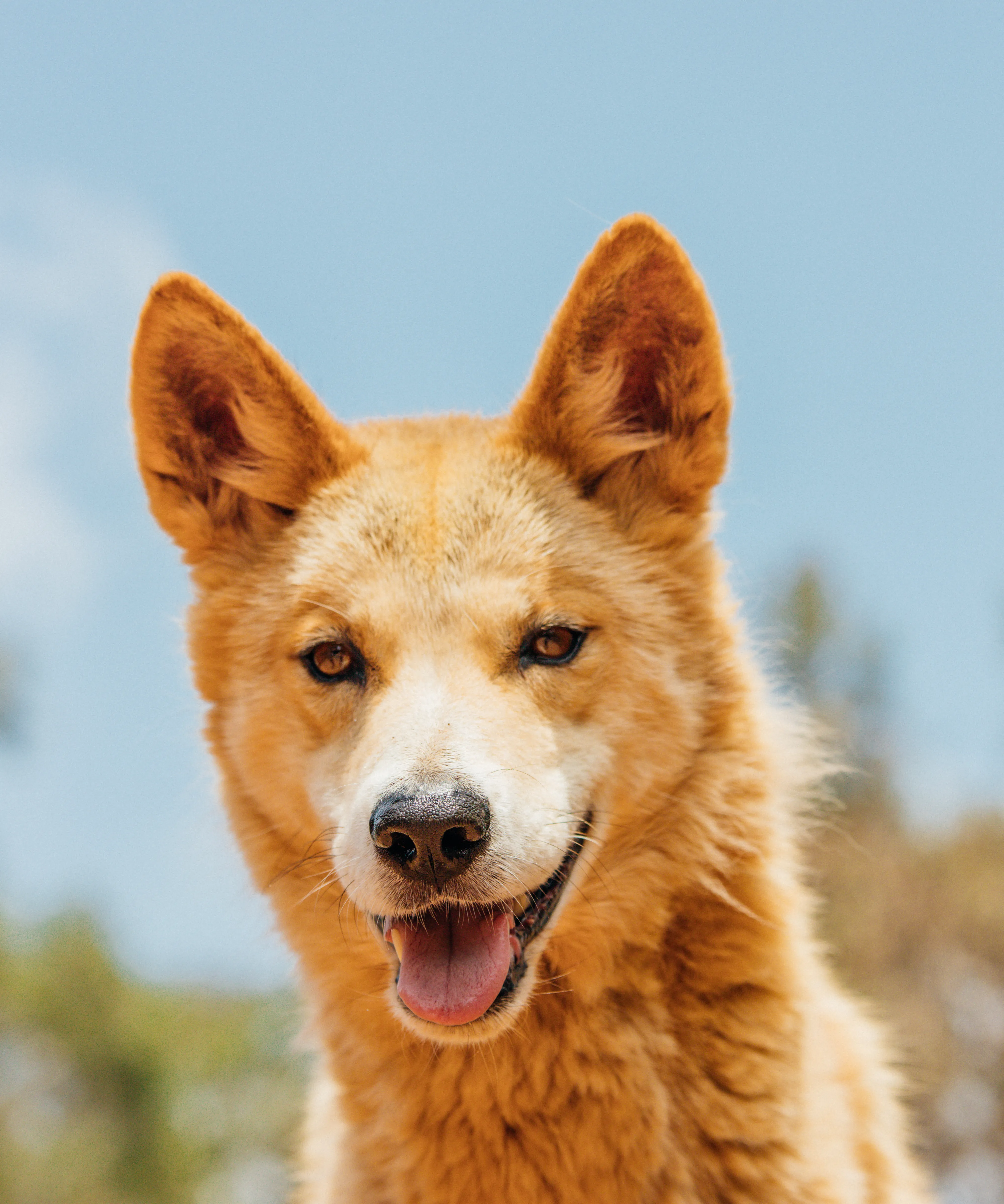 Dreamworld Dingo Encounter-2