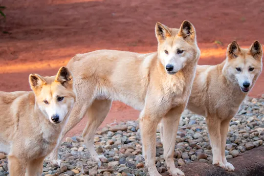 Dreamworld Dingo Encounter