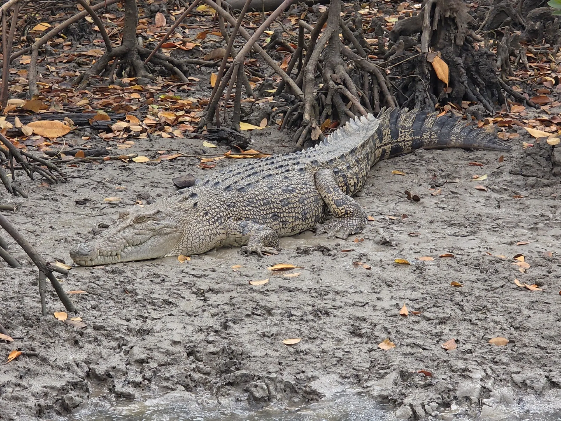 Hinchinbrook Channel Wildlife Cruise with Lunch | Experience Oz-3