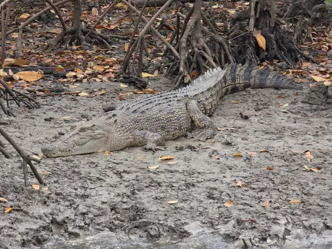 Hinchinbrook Channel Wildlife Cruise with Lunch - Half Day