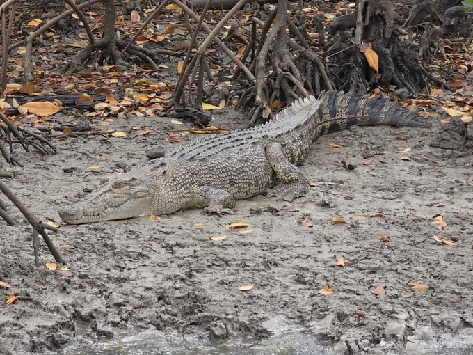 Hinchinbrook Channel Wildlife Cruise with Lunch | Experience Oz