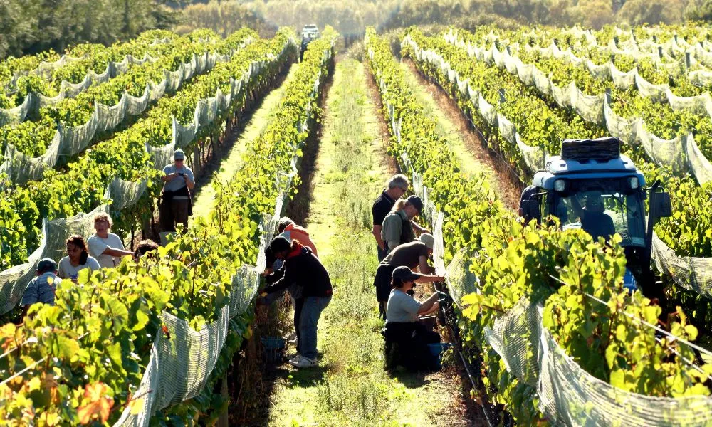Martinborough Winery Tour - Half Day | Everything New Zealand-1