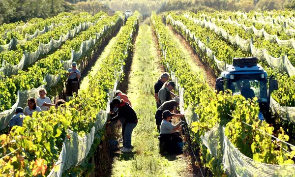 Martinborough Winery Tour from Wellington - Half Day