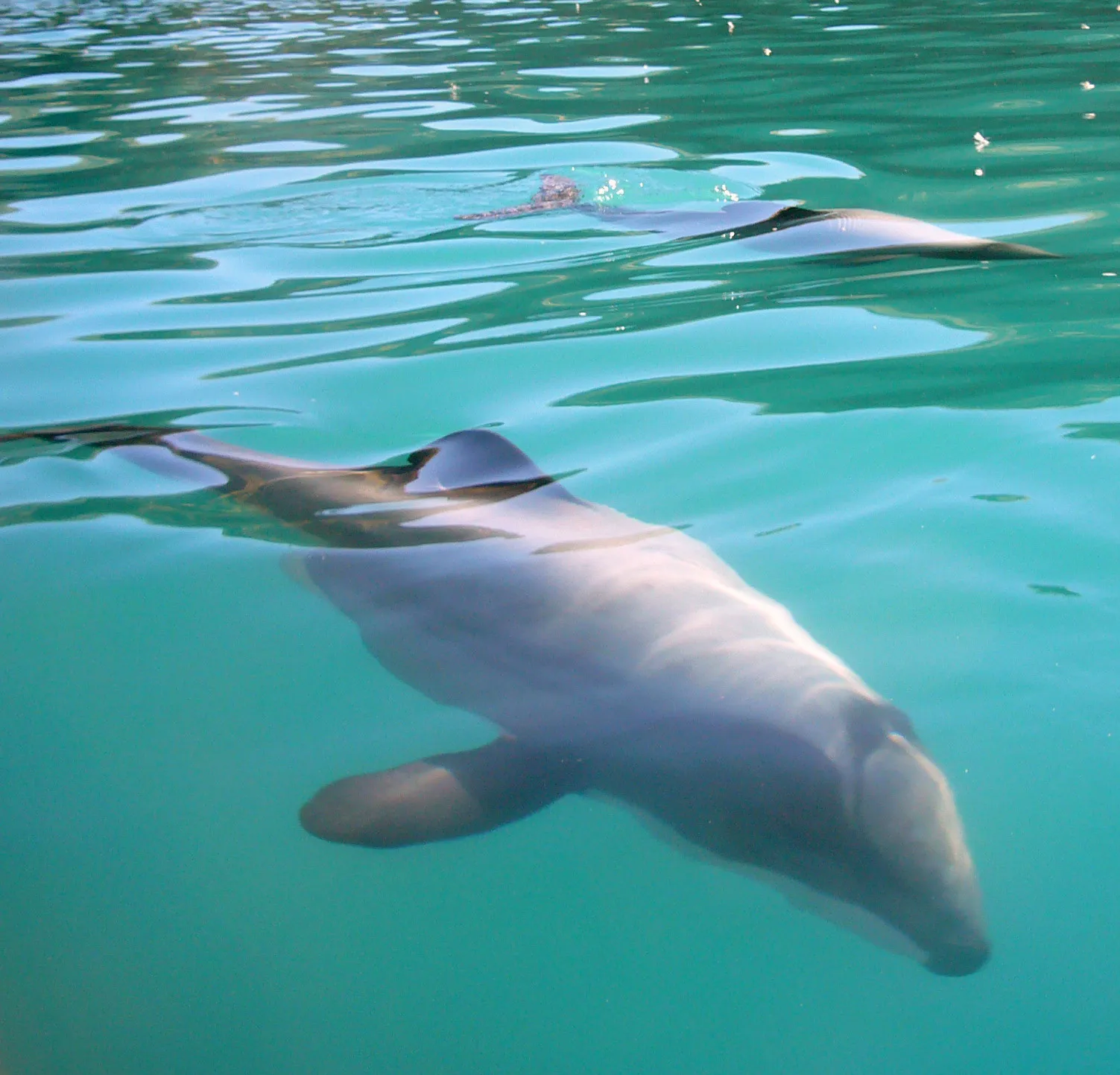 Pōhatu Kayak & 4WD Adventure from Akaroa | Everything New Zealand-2